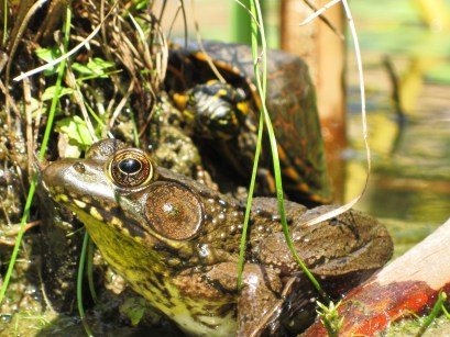 Turtle and Frog, together