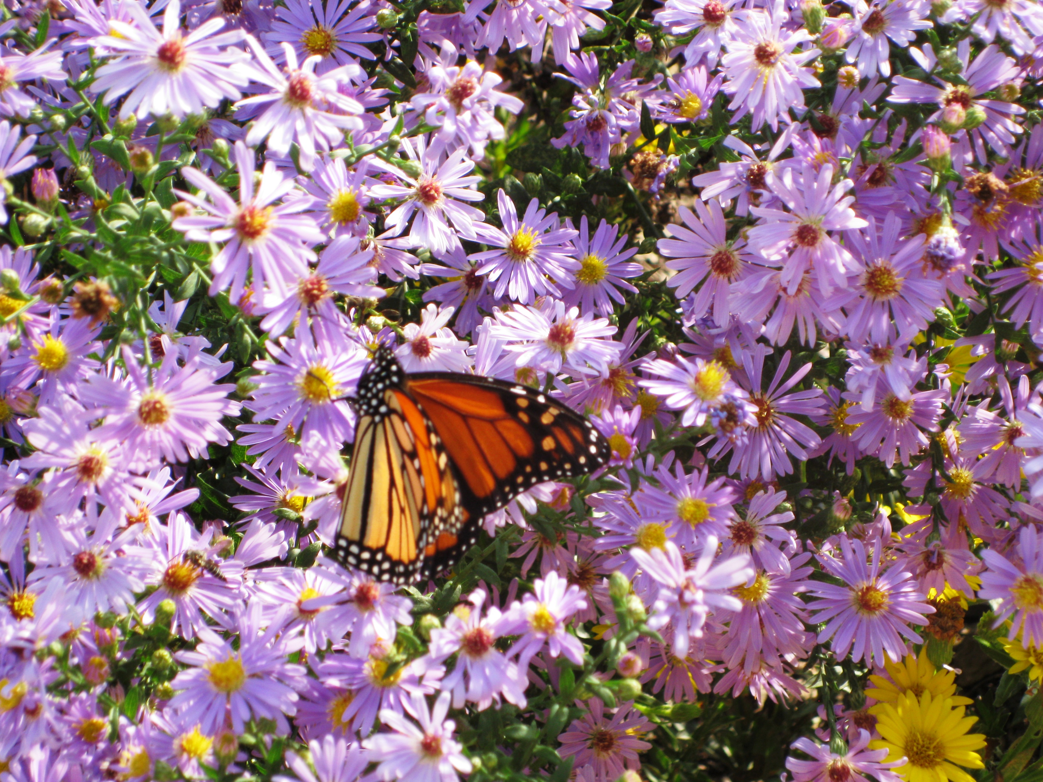 The Elegant Monarch