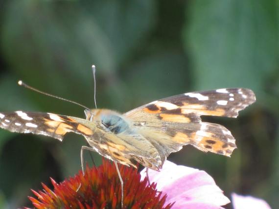 Painted Lady with a few marks of a butterflies life