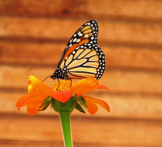 The Monarch Image by Michelle aka 'dogkisses'