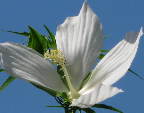 Nectar Producing Beauty for Hummingbirds and Butterflies