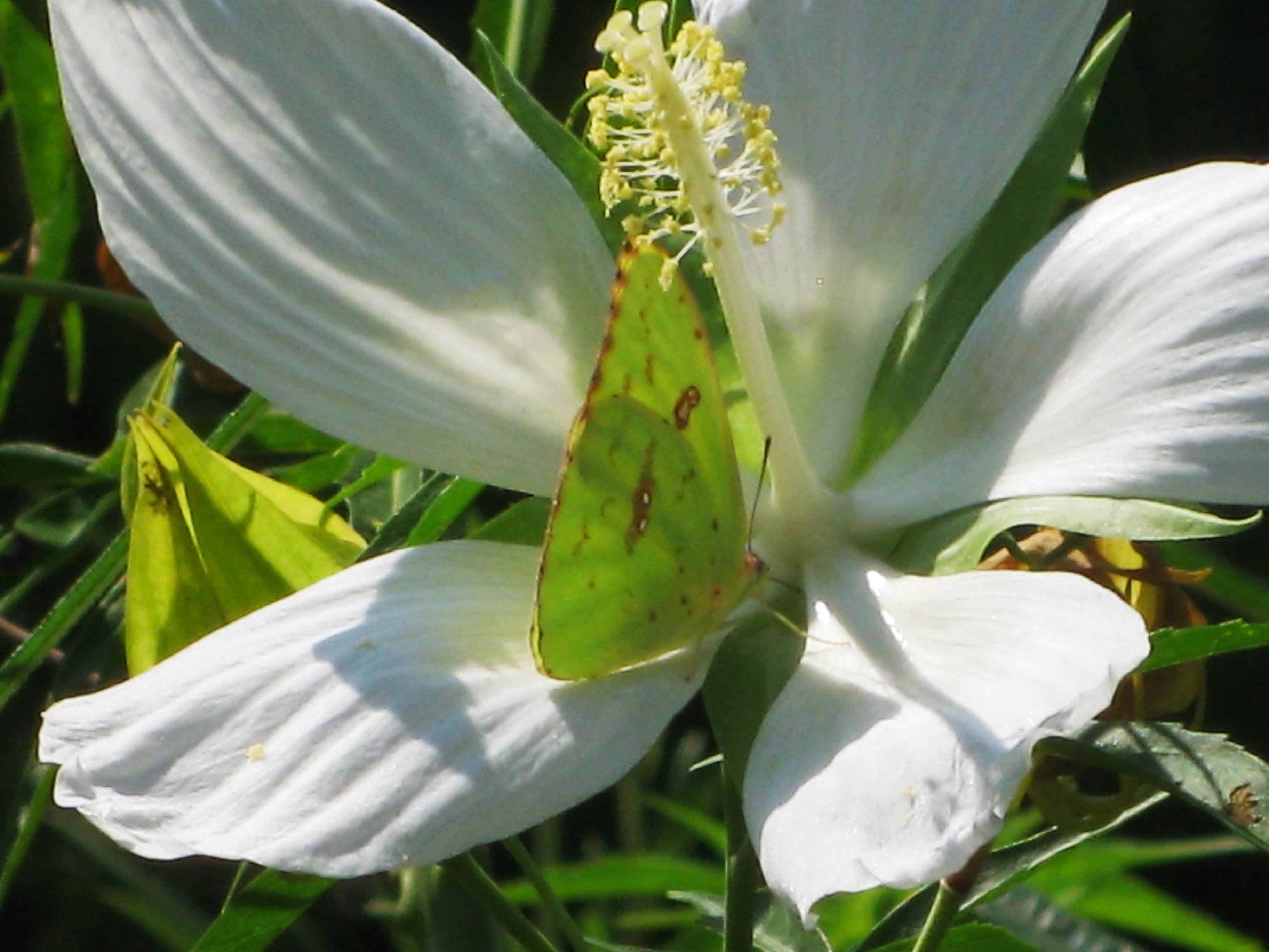 Sulfer Butterfly on Nectar Flower