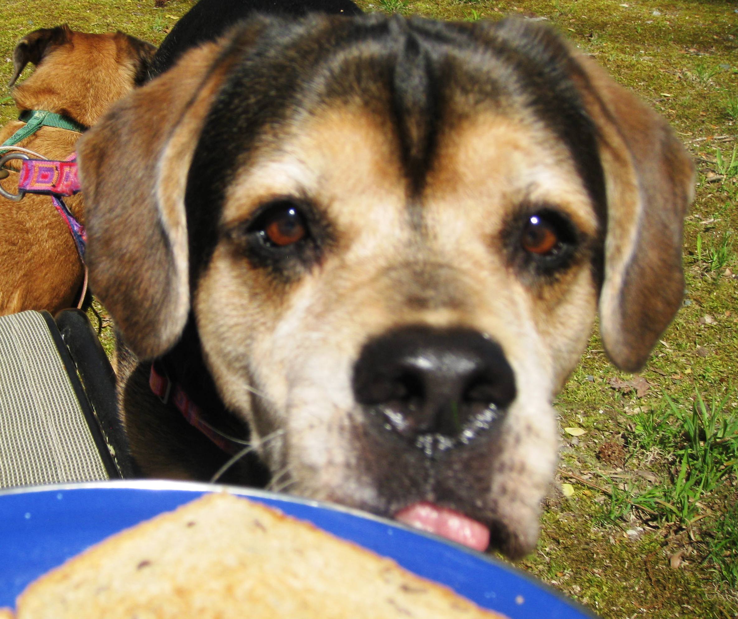 He Wants my Sandwich