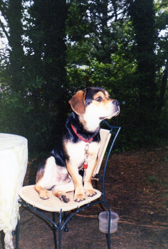 The Dog Chair