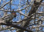 Woodpecker ~ Red-bellied