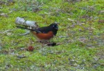 Rufous-sided Towhee