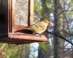 winter birds ~ the&nbsp;finches