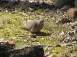 Light on Mourning&nbsp;Dove
