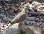 Mourning Dove on&nbsp;Rocks
