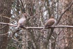 The Pair, Mourning&nbsp;Doves