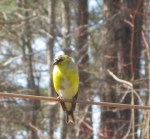 A Yellow Spring&nbsp;Beauty