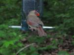Young Cardinal visits&nbsp;birdfeeder