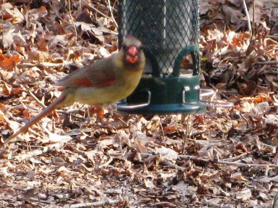 healing in nature happens in the backyard