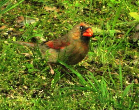 juvenile Cardinal