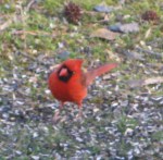 Handsome Red Northern&nbsp;Cardinal