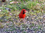 Bright Red Cardinal