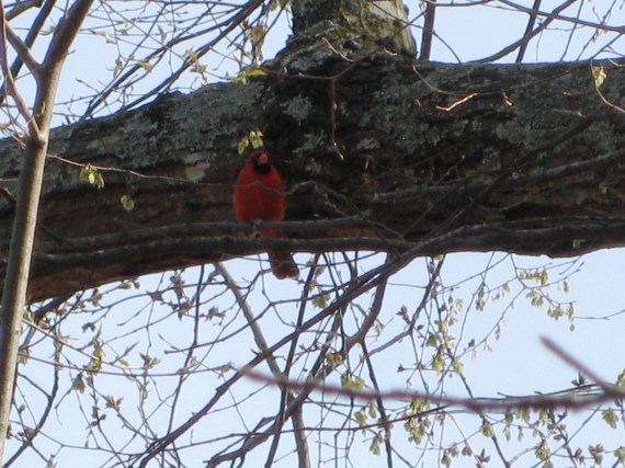 North Carolina State Bird, the Northern Cardinal