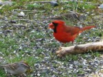 The Stately Cardinal is the brightest of the three backyard&nbsp;beauties!