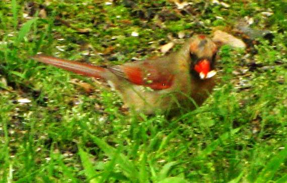 The beautiful Northern Cardinal visits the backyard.