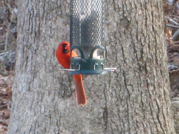 Male Cardinal bright for breeding!