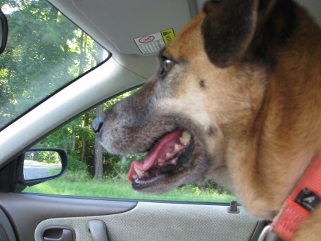 Ruthie Mae is a happy dog!