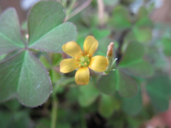 A pretty little yellow bloom