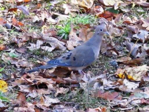 One Mourning Dove stays when I approach with the camera.