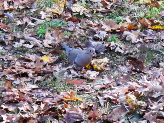 Beautiful Backyard Bird is the Mourning Dove