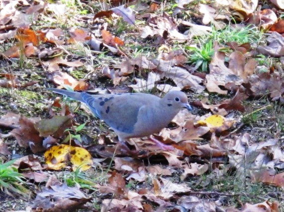 Mourning Dove in October