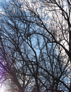 sunlight, sky, branches, clouds