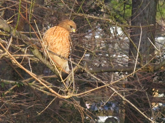 hawk is our neighborhood friend