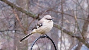 mockingbird beautiful