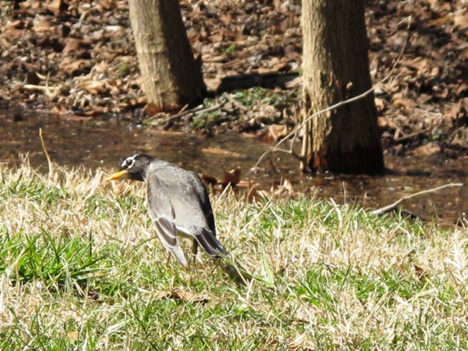 Robin listening for worms