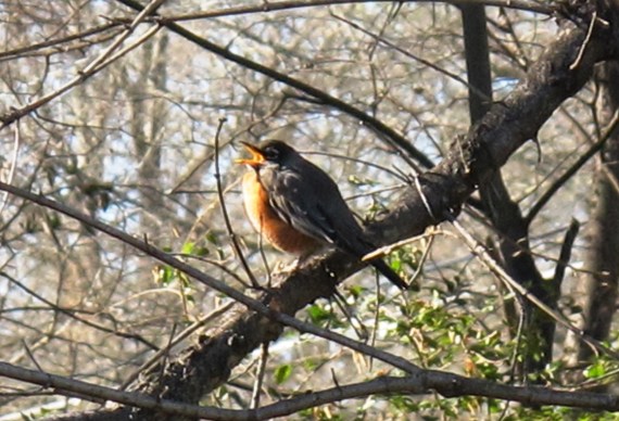American Robin sings in Tree