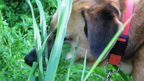 Ruthie Mae is the sweetest dog in the world