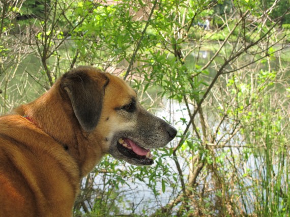 Ruthie, the sweetest dog in the world!