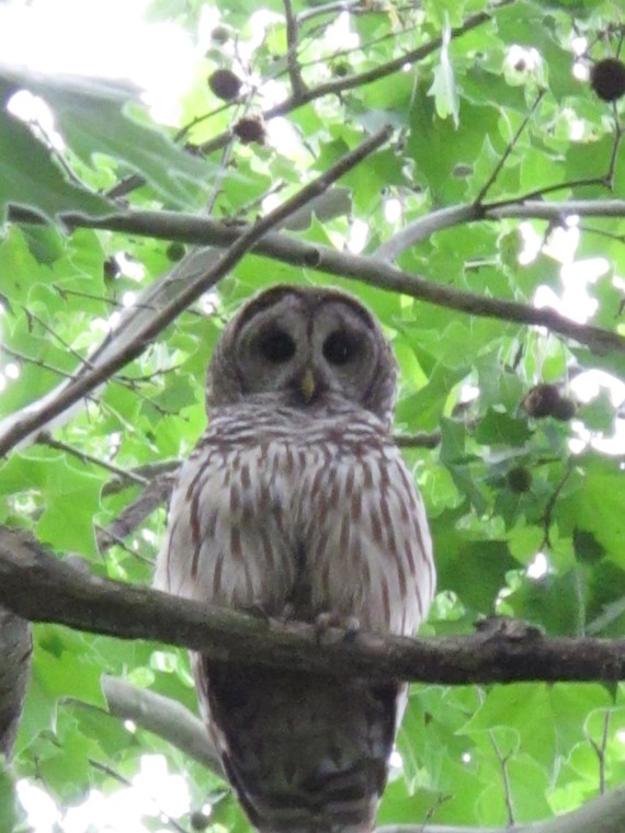 Barred Owl hunting in daylight in North Carolina Town