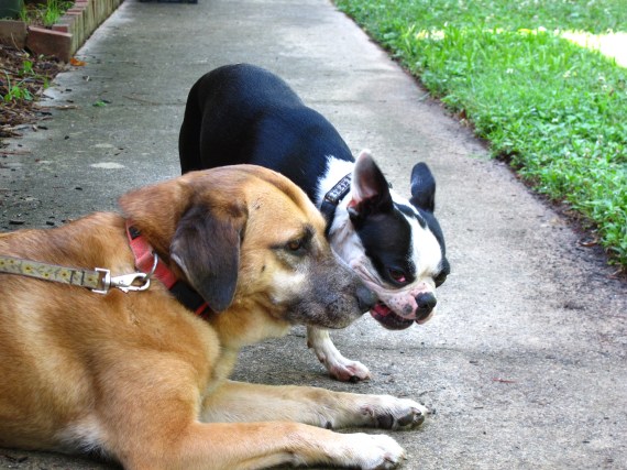 Ruthie is a dog that likes all dogs and almost, all people.