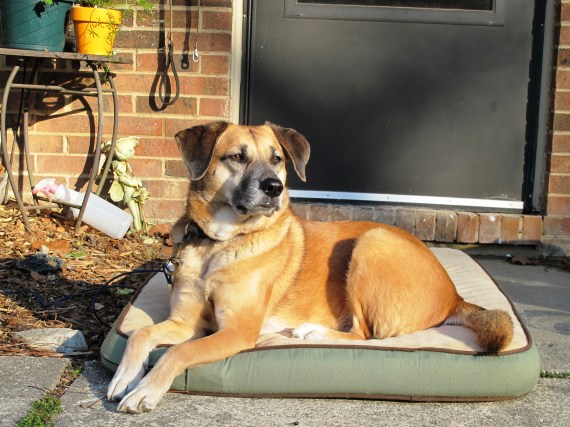 One Sweet and Beautiful Dog, my companion, Ruthie