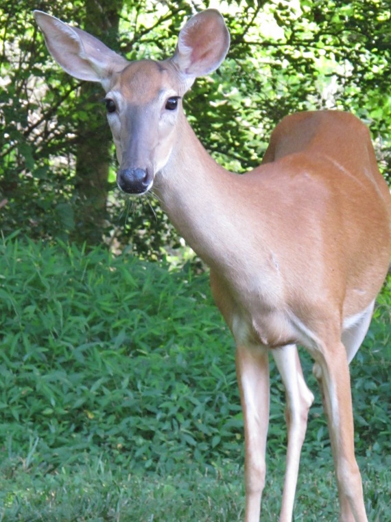 the young mother deer hangs around the yard