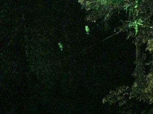 Barred Owls at Night