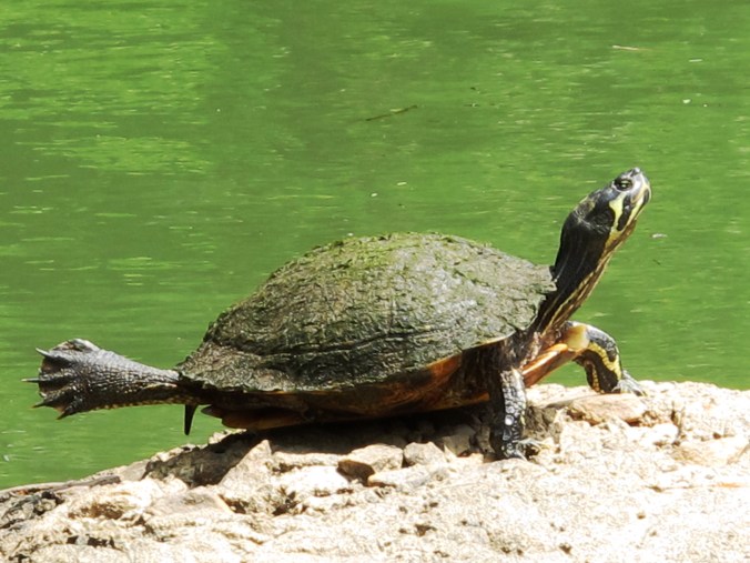 Pond Turtle is Big!