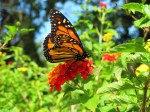 Winged on Lantana