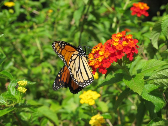Monarch, and Lantana