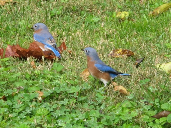 A pair of Eastern Bluebirds foraging in grass and leaves.