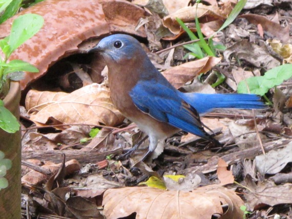 Backyard Birding in Carolina