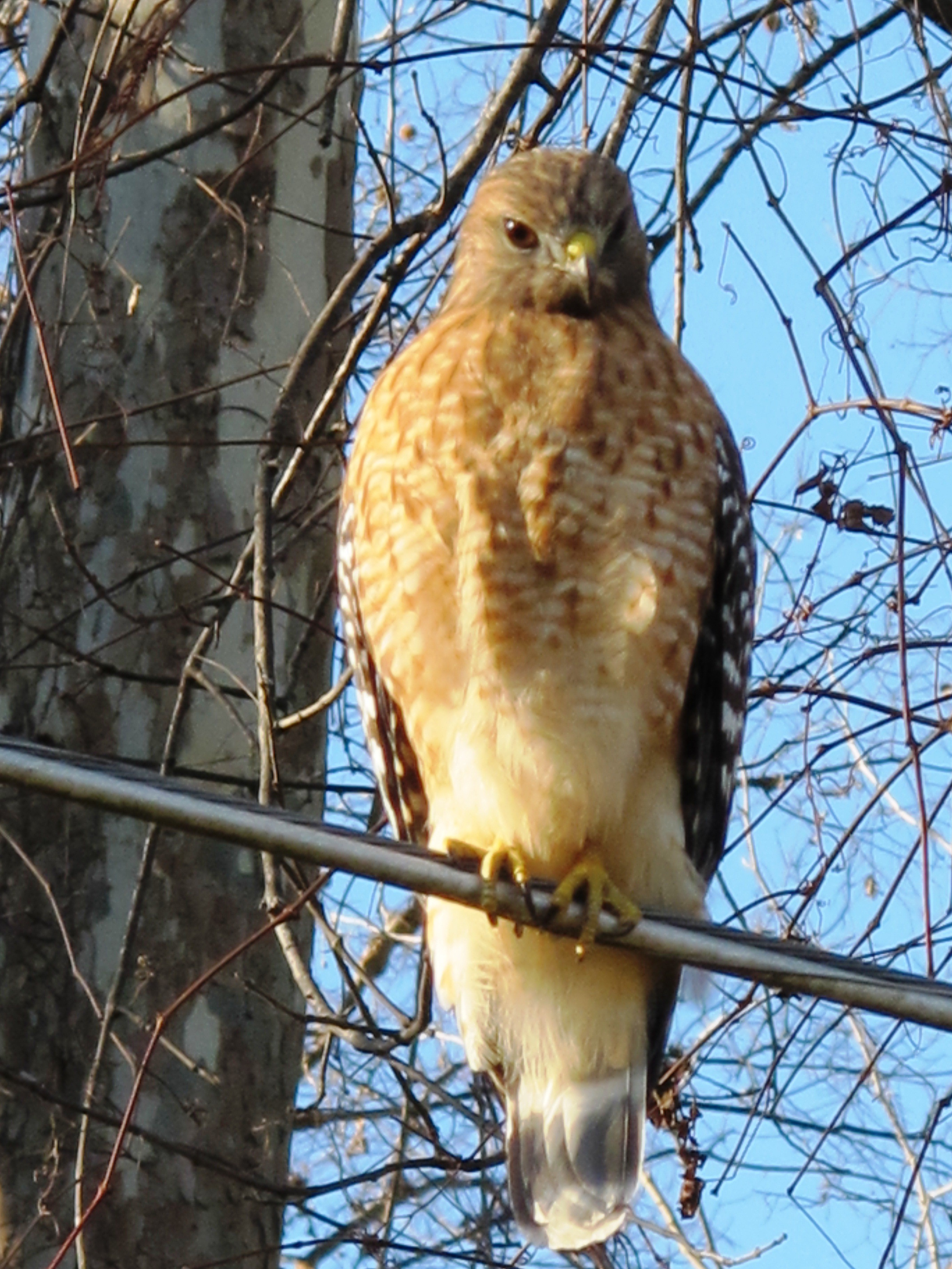 Getting closer to the red-shouldered hawk
