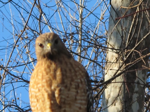 Red-shouldered hawk perched on wire in backyard