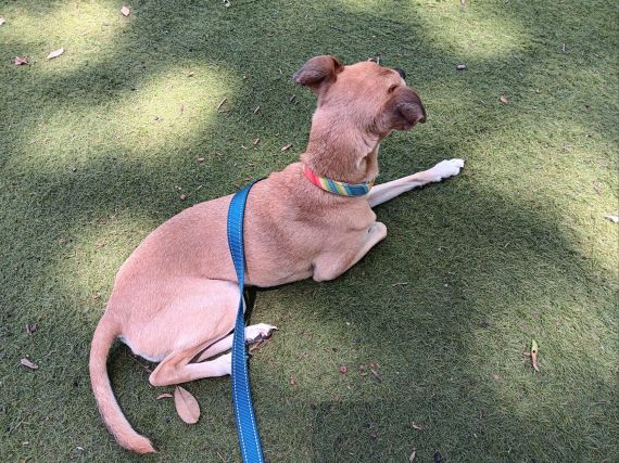Bella is watching the bustling market.